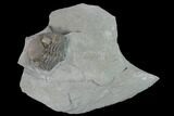 Bargain, Wide Enrolled Eldredgeops Trilobite - Silica Shale #137266-1